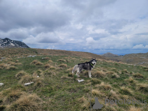 Zusätzliche Fotos: Ich werde den Husky in gute Hände geben