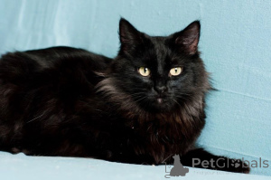 Foto №4. Ich werde verkaufen  in der Stadt Minsk.  - preis - Frei