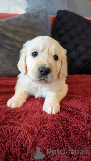 Foto №3. GOLDEN RETRIEVER-WELPEN. Slowenien