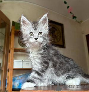 Foto №2 zu Ankündigung № 162067 zu verkaufen maine-coon-katze - einkaufen Finnland quotient 	ankündigung, züchter