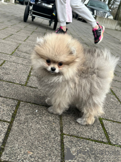 Foto №3. Pommerscher Mini. Deutschland