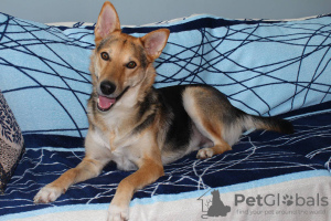 Foto №2 zu Ankündigung № 104712 zu verkaufen mischlingshund - einkaufen Weißrussland quotient 	ankündigung