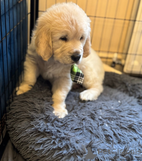 Foto №4. Ich werde verkaufen  in der Stadt StepantsMinda.  - preis - 339€