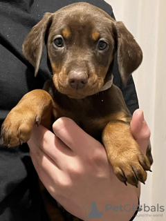 Foto №3. Dobermann hvalpe. Dänemark