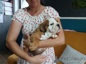 Foto №3. Englische Bulldogge. Polen