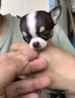 Foto №1. chihuahua - zum Verkauf in der Stadt Tennessee City | 678€ | Ankündigung № 165483