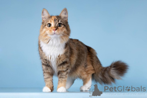 Foto №2 zu Ankündigung № 157015 zu verkaufen  - einkaufen Russische Föderation quotient 	ankündigung