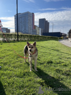 Foto №4. Ich werde verkaufen mischlingshund in der Stadt Москва. quotient 	ankündigung - preis - Frei