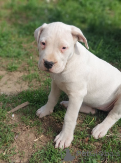 Foto №3. Dogo Argentino Welpen. Russische Föderation