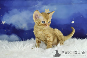 Foto №3. Kocięta rasy Devon Rex wurde zum ersten Mal vorgestellt. Polen