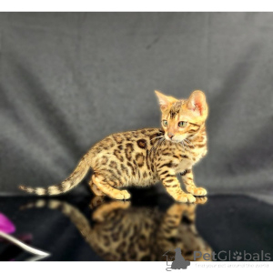 Foto №1. bengal katzenrasse - zum Verkauf in der Stadt Falkenstein | 350€ | Ankündigung № 174400