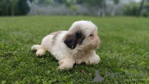 Foto №4. Ich werde verkaufen shih tzu in der Stadt Tarnów. züchter - preis - 500€