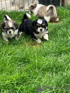 Foto №3. Entzückende Shih Tzu Welpen zur kostenlosen Adoption. Deutschland