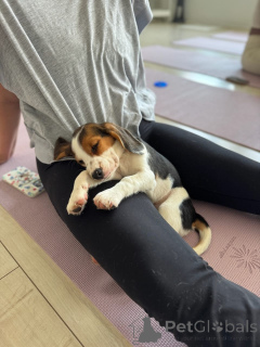Foto №2 zu Ankündigung № 173336 zu verkaufen beagle - einkaufen Deutschland quotient 	ankündigung