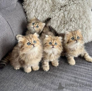 Foto №1. perserkatze - zum Verkauf in der Stadt Hamburg | 350€ | Ankündigung № 166423