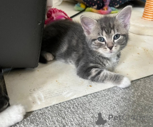 Foto №1. maine-coon-katze - zum Verkauf in der Stadt Erlangen | 350€ | Ankündigung № 174537