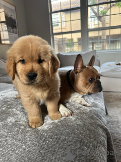 Foto №2 zu Ankündigung № 154321 zu verkaufen golden retriever - einkaufen Deutschland züchter