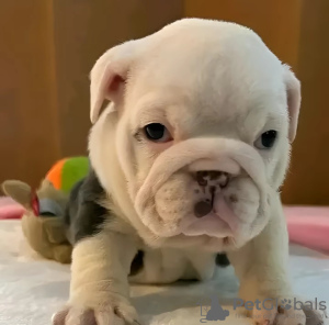 Foto №1. englische bulldogge - zum Verkauf in der Stadt Stockholm | 400€ | Ankündigung № 126594