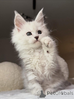 Foto №1. maine-coon-katze - zum Verkauf in der Stadt Ashford | verhandelt | Ankündigung № 157085