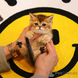 Foto №1. munchkin - zum Verkauf in der Stadt Anderlecht | 400€ | Ankündigung № 153757