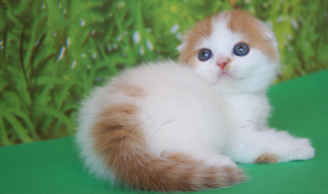 Foto №3. Charmante charmante Katze. Ukraine