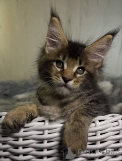 Foto №3. Maine-Coon-Kätzchen. USA