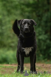 Foto №3. Der schwarze Held Max ist in guten Händen. Russische Föderation