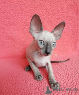 Foto №3. Reinrassige Cornish-Rex-Kätzchen. Estland