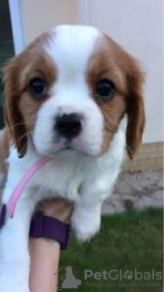 Foto №3. Entzückende Cavalier King Charles Welpen zur kostenlosen Adoption. Deutschland