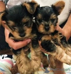 Foto №3. Teacup Yorkshire Terrier Welpe zur kostenlosen Adoption. Deutschland