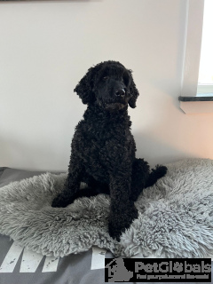 Foto №2 zu Ankündigung № 134476 zu verkaufen chihuahua - einkaufen Italien quotient 	ankündigung