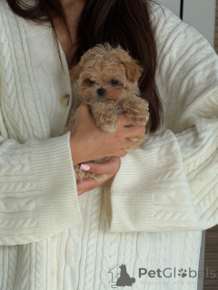 Foto №3. Entzückende aprikosenfarbene Maltipoo-Welpen, Rüden und Hündinnen erhältlich. Niederlande