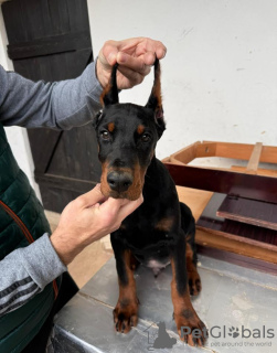 Foto №2 zu Ankündigung № 132371 zu verkaufen dobermann - einkaufen Serbien züchter