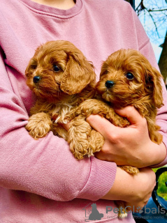 Foto №3. Cavapoo-Welpen zu verkaufen. Serbien