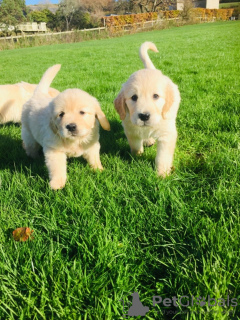 Foto №1. golden retriever - zum Verkauf in der Stadt Strausberg | 400€ | Ankündigung № 123284