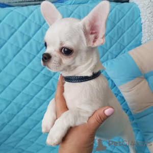 Foto №2 zu Ankündigung № 178090 zu verkaufen chihuahua - einkaufen Deutschland quotient 	ankündigung