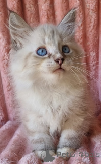 Foto №3. Kennen Sie IZ von Samil Energesmy Koshenes von Maskerade Seal Luchs Point &. Ukraine