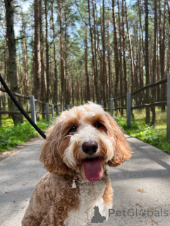 Foto №2 zu Ankündigung № 156415 zu verkaufen labradoodle - einkaufen Irland quotient 	ankündigung