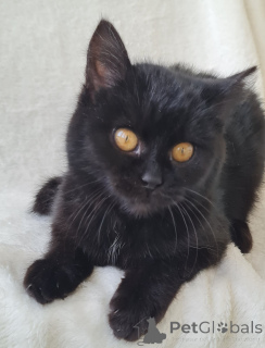 Foto №1.  - zum Verkauf in der Stadt Minsk | Frei | Ankündigung № 161447