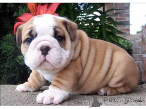 Foto №1. englische bulldogge - zum Verkauf in der Stadt Falun | 1400€ | Ankündigung № 168377