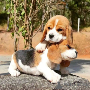 Zusätzliche Fotos: Ausgezeichnete reinrassige, gesunde Beagle-Welpen suchen ein neues Zuhause