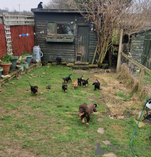 Foto №3. Cocker Spaniel Welpen zu verkaufen. Belgien