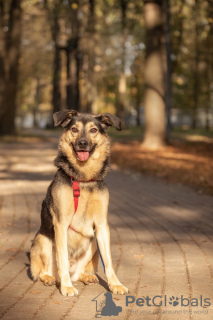 Foto №1. mischlingshund - zum Verkauf in der Stadt Москва | Frei | Ankündigung № 115017