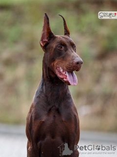 Foto №2 zu Ankündigung № 120645 zu verkaufen dobermann - einkaufen Polen züchter