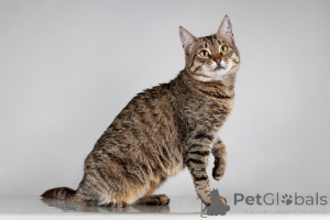 Foto №4. Ich werde verkaufen  in der Stadt Chimki. aus dem tierheim - preis - Frei