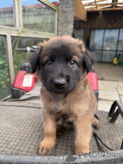 Foto №1. malinois - zum Verkauf in der Stadt Darmstadt | 400€ | Ankündigung № 144557