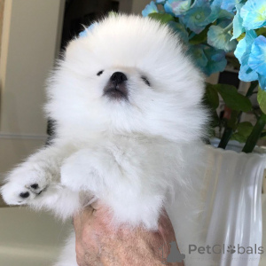 Foto №3. Mini Tsvergspitz pommerianischer Puppen. Deutschland