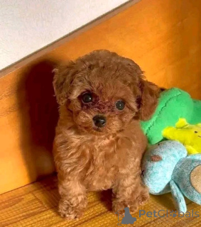 Foto №1. pudel (toy) - zum Verkauf in der Stadt Paris | verhandelt | Ankündigung № 157220