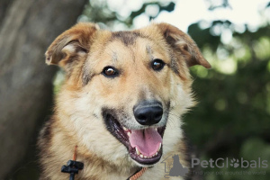 Foto №1. mischlingshund - zum Verkauf in der Stadt Москва | Frei | Ankündigung № 35329