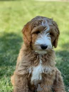 Foto №3. Labradoodle-Welpen zu verkaufen. Niederlande